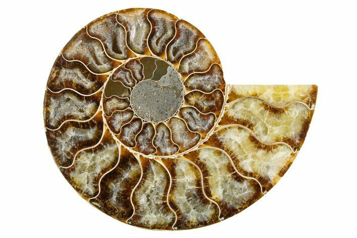 Cut & Polished Ammonite Fossil (Half) - Madagascar #346008